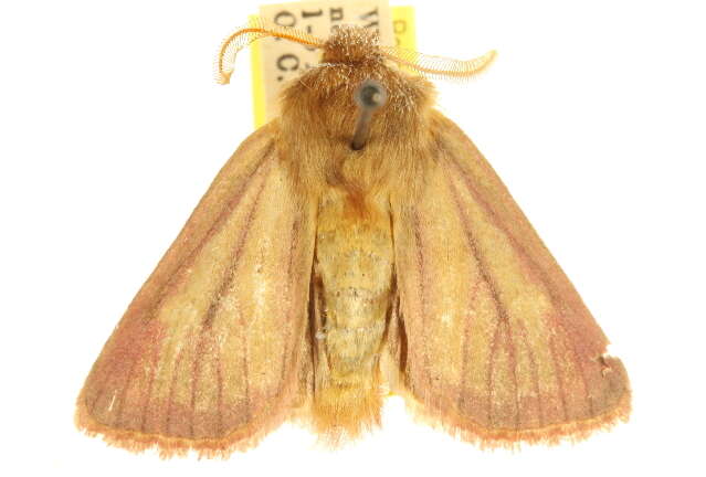 Image of Nephelodes carminata Smith 1890