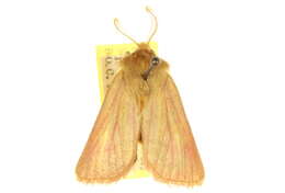 Image of Nephelodes carminata Smith 1890