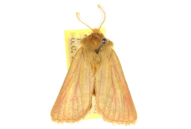 Image of Nephelodes carminata Smith 1890