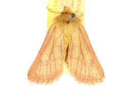 Image of Nephelodes carminata Smith 1890