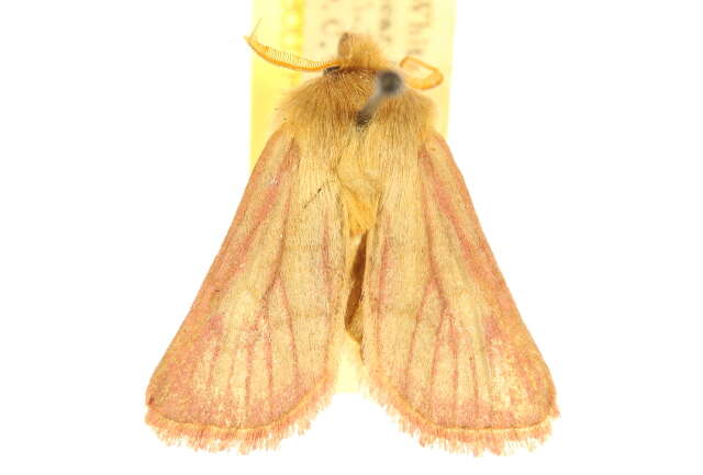 Image of Nephelodes carminata Smith 1890