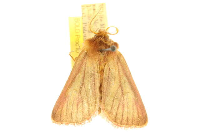 Image of Nephelodes carminata Smith 1890