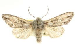 Image of Engelhardtia ursina Smith 1898