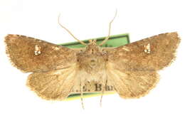 Image of <i>Tricholita baranca</i> Barnes 1905