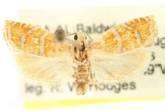 Image of Slash Pine Seedworm Moth