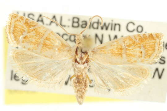 Image of Slash Pine Seedworm Moth