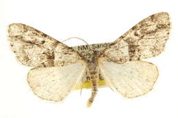Image of Vinemina opacaria Hulst 1881