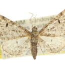 Image of Eupithecia neomexicana McDunnough 1946