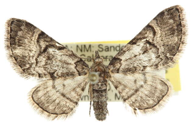 Image of Eupithecia owenata McDunnough 1944
