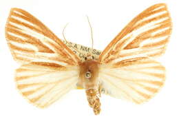 Image of Sabulodes niveostriata Cockerell 1893