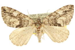Image of Hydriomena similaris Hulst 1896