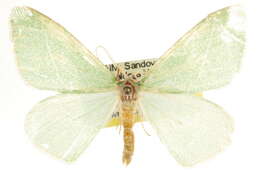 Image of Chlorosea nevadaria Packard 1873