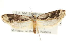 Image of Daviscardia