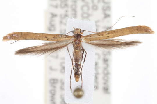 Image of Alder Leafminer