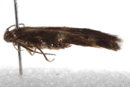 Image of Stilbosis nubila Hodges 1964