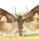 Image of Cydia americana Walsingham 1879