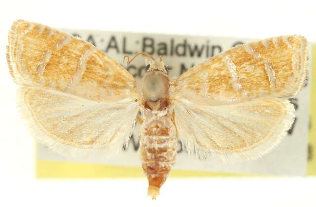 Image of Slash Pine Seedworm Moth