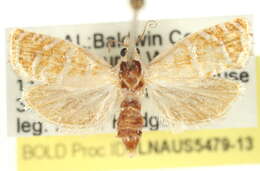 Image of Slash Pine Seedworm Moth