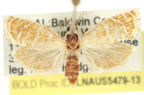 Image of Slash Pine Seedworm Moth