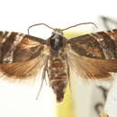 Image of Cydia erotella Heinrich 1923