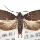 Image of Cydia injectiva Heinrich 1926