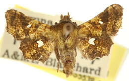 Image of Dysodia oculatana Clemens 1860