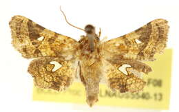 Image of Dysodia oculatana Clemens 1860