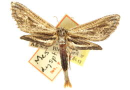 Image of Meskea dyspteraria Grote 1877