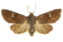 Image of <i>Tricholita baranca</i> Barnes 1905