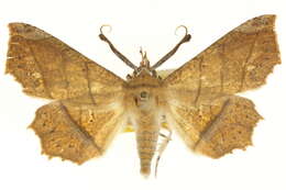 Image of Syllectra erycata Stoll 1780