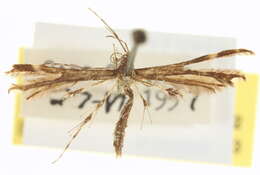 Image of Capperia ningoris (Walsingham 1880)