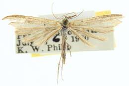 Image of Hellinsia albilobatus (McDunnough 1939)