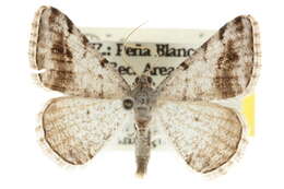 Image of Digrammia pictipennata