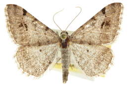 صورة <i>Digrammia terramalata</i>