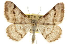 Image of <i>Digrammia terramalata</i>