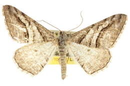 Image of <i>Digrammia excurvata</i>