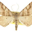 صورة <i>Digrammia pertinata</i>