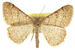 Image of Digrammia muscariata teucaria