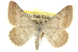 Image of <i>Digrammia sublacteolata</i>