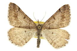 Image of <i>Digrammia hebetata</i>