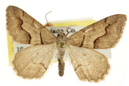 Image of <i>Digrammia plemmelata</i> Ferguson (2008)