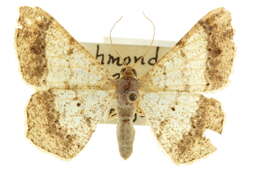 Image of <i>Psamatodes abydata</i>