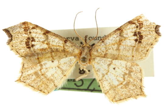 Image of <i>Macaria solisata</i> Ferguson (2008)