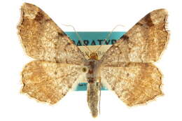 Image of <i>Macaria masquerata</i>