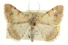 Image of Digrammia colorata