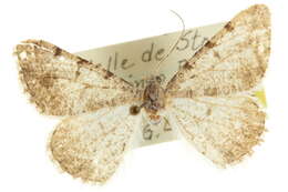 Image of Digrammia colorata