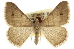 Image of Digrammia colorata