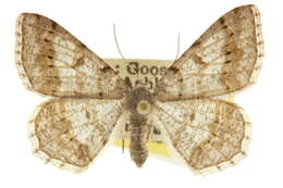 Image of Digrammia colorata