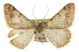 Image of <i>Digrammia pervolata</i>