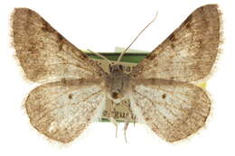 Image of <i>Digrammia pervolata</i>